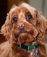 Bailey the Labradoodle