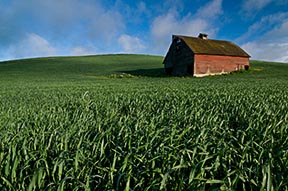Red barn and wheatfield