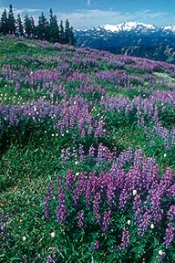 Lupine field on Hurricane Ridge