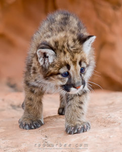 Cougar kitten