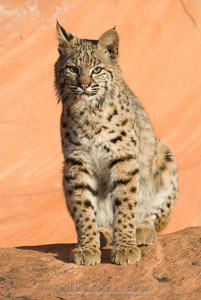 bobcat