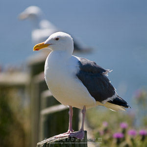 Seagull on a post