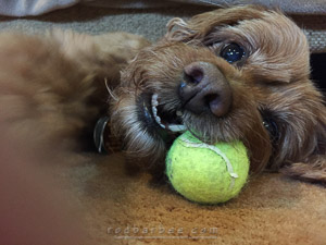Bailey the labradoodle with her ball