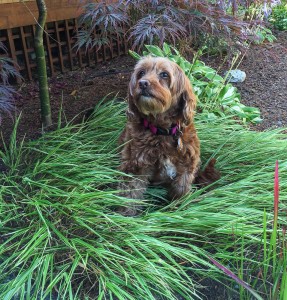 bailey the dog in her grass fort