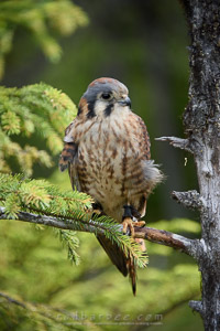 Kestrel, Alaska Raptor Center