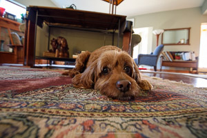 Bailey on the floor