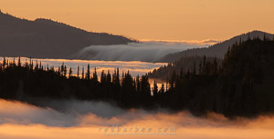 Foggy morning sunlight on Hurricane Ridge