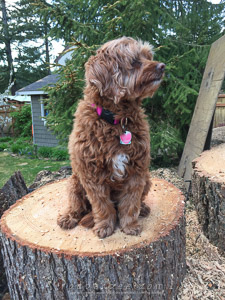 Bailey keeping an eye on things