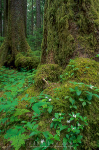 Sol Duc forest