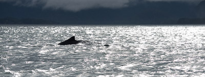 Humpback whale in Sitka Sound