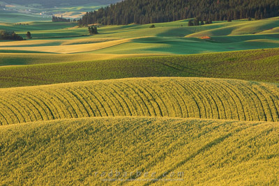 Rolling Hills of the Palouse