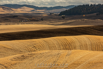 Autumn in the Palouse