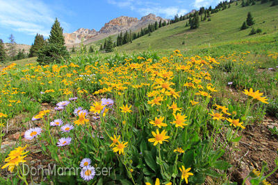 wildflowers and mountains