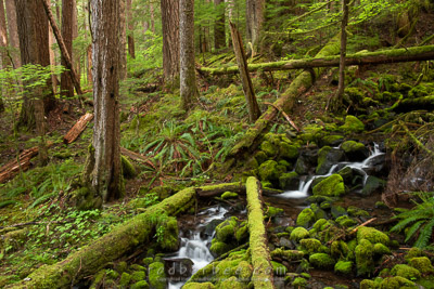 small stream through old-growth forest
