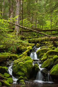 Forest Stream