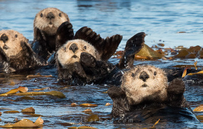 Otters in Sitka Sound