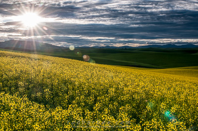 Canola field with lens flare