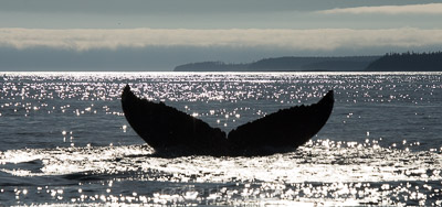 Humpback whale tail