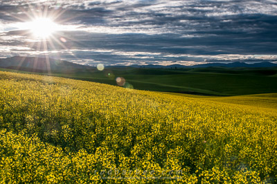 canola field lens flare removed
